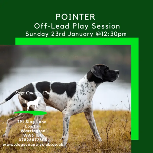 Pointer Breeds Off-Lead Play Session at Dogs Country Club