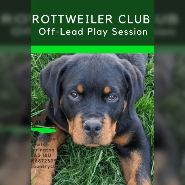 Rottweiler Off-Lead Play Session at Dogs Country Club