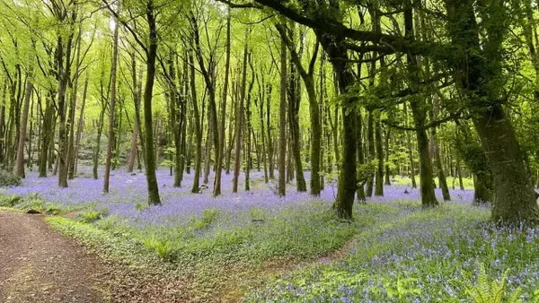 Explore Dysart Woods & Hewson Hill in Portlaoise. (Rescheduled) at Hueston Train Station