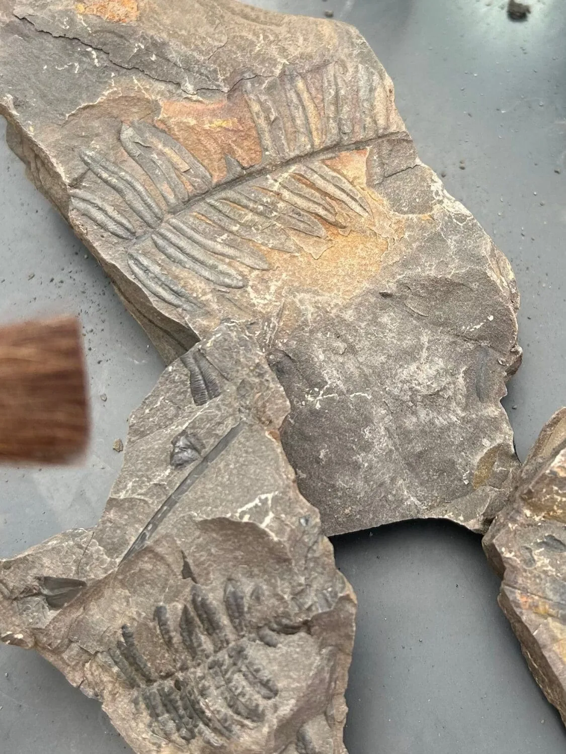 Fossil Hunting in Midsomer Norton Town Park