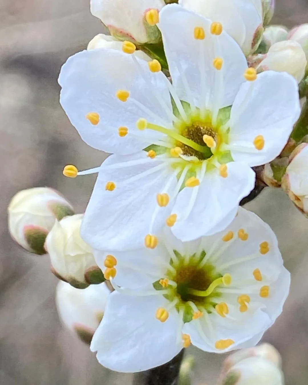 Through the Lens of Nature: Movement, Mindfulness & Photography at Swallow Community Cafe
