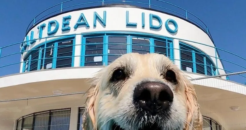 Saltdean Lido Dog Swim 2026 - Spaniels at Saltdean Lido