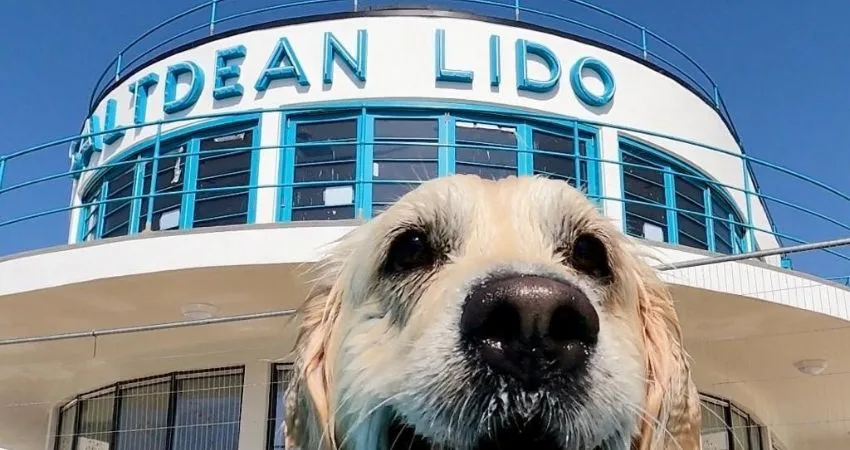 Saltdean Lido Dog Swim 2026 - Sighthounds at Saltdean Lido