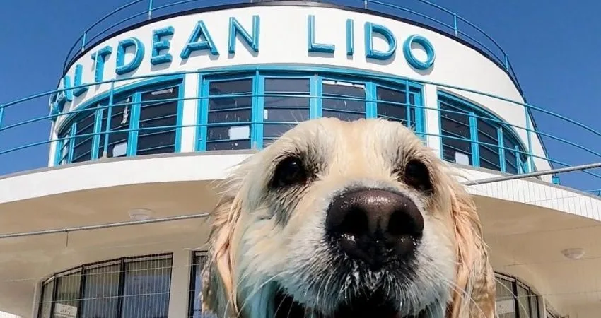 Saltdean Lido Dog Swim 2026 - Labradors at Saltdean Lido