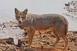 Jackals