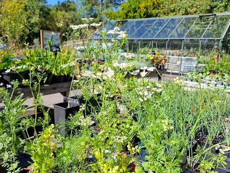 Ardagh Community Plant Nursery