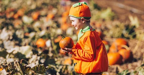 Pumpkin Patch at Avon Valley Adventure Park