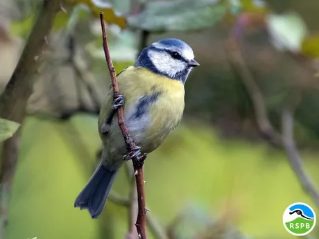 Birds for Beginners at RSPB Minsmere