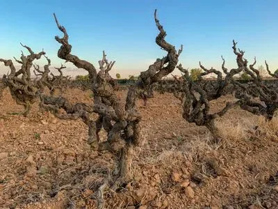 Still Going Strong - Italian Old Vines Masterclass
