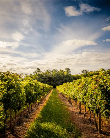 Vineyard Tour & Tasting
