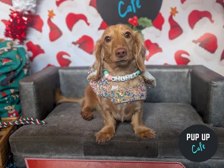 Cambridge - Dashing Dachshund Christmas Tour 🎄