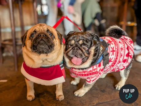 Cambridge - Jingle Paws Christmas Tour 🎄