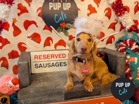 Birmingham - Dashing Dachshund Christmas Tour 🎄