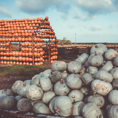 Halloween Farm