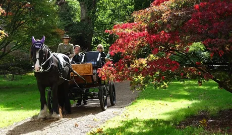 Ascot Carriages: Carriage rides in Windsor Great Park