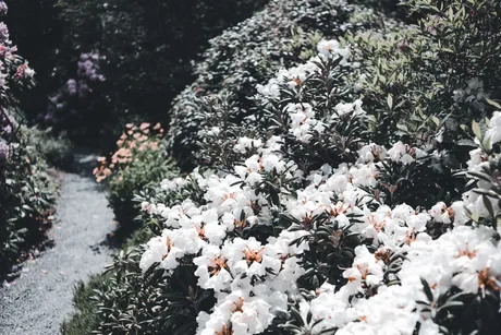 Belton Garden tours