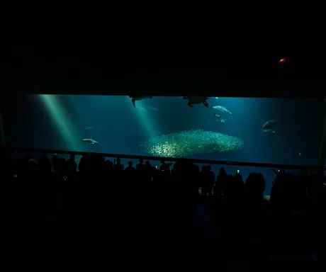 Sea Life Brighton - Standard Admission