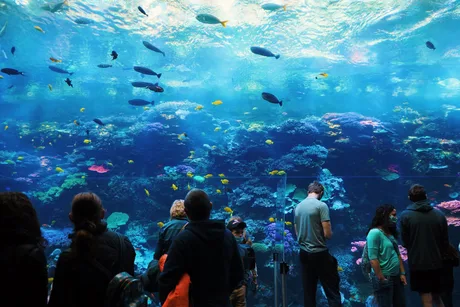 Sea Life Birmingham - Standard Entry