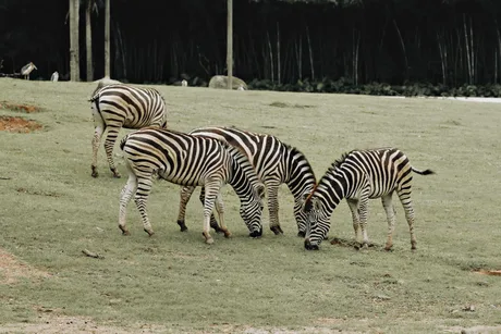 Feral Zoo Party