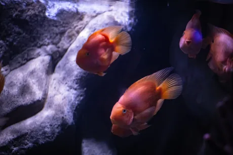 Sea Life Blackpool - Standard Entry