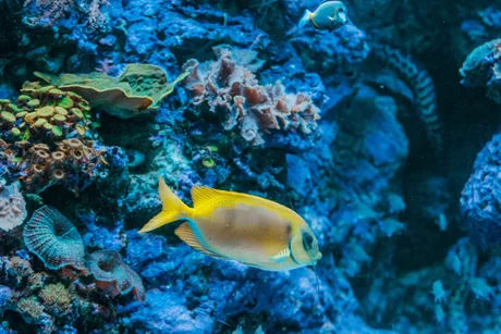 Sea Life Birmingham - Standard Entry