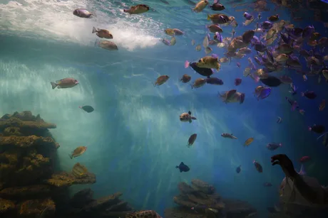Sea Life Brighton - Standard Admission