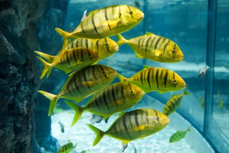 Sea Life Brighton - Standard Admission