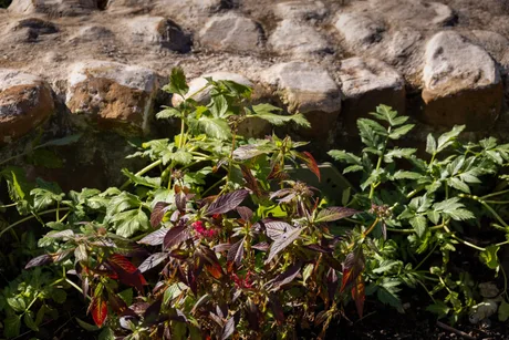 Garden tours at Saltram