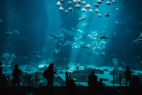Sea Life Birmingham - Standard Entry