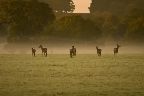 Windsor Great Park Open Day