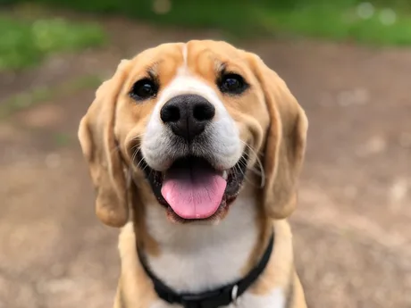 Weekly Dog Walks