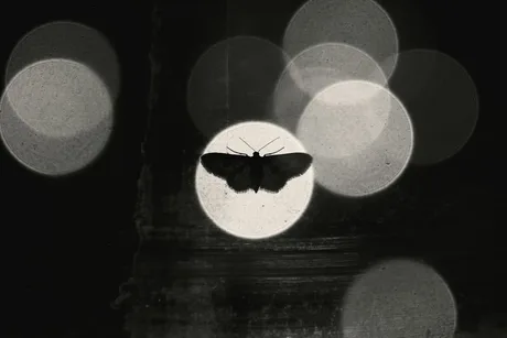 Belton's Butterfly and Moth Trail