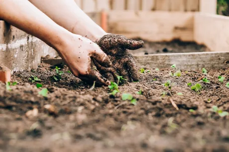 Volunteer Gardening Session