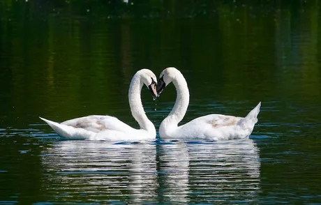 Swan Lake - State Ballet Of Georgia