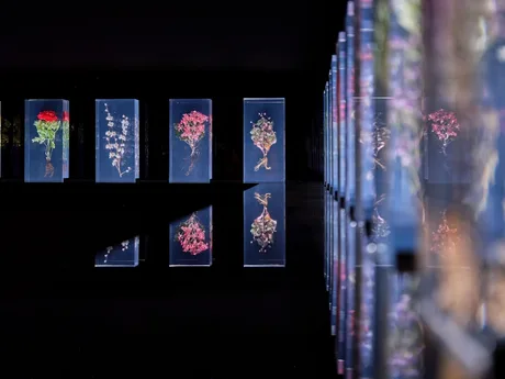 'On Light and Flowers', an exhibition by Lizzie Bentley