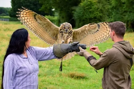 Bird of Prey Encounter with Hawks, Falcons and Owls for Two at Mercer Falconry