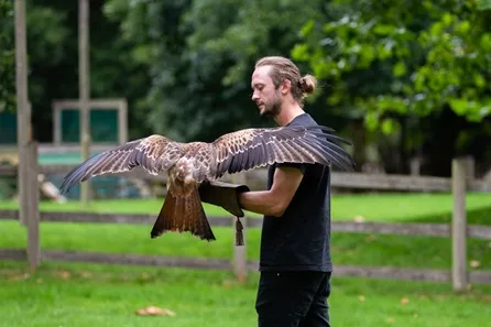 Bird of Prey Encounter with Hawks, Falcons and Owls at Mercer Falconry