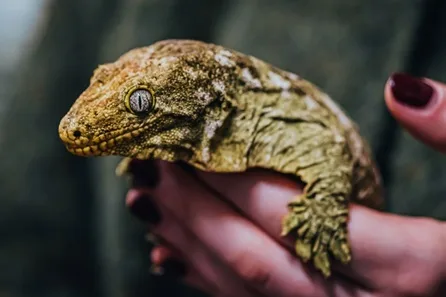 Reptile Encounter with Ranger Guided Tour for Two at The Reptile Academy