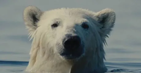 Nuisance Bear