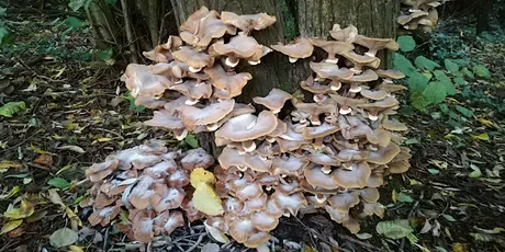 Autumn afternoon fungi walk in Cannon Hill Park