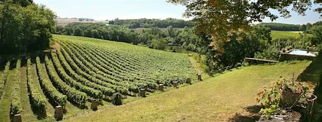 GUIDED WINE TASTING SUD-OUEST