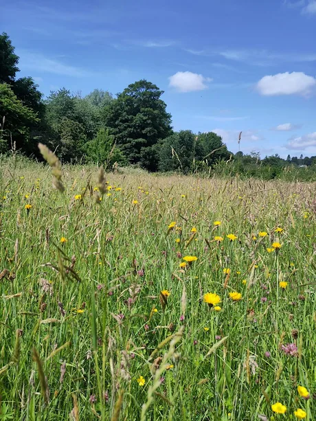 Enhancing the wildflower meadow @ Sanatorium Park