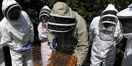 Beginners beekeeping course 2027