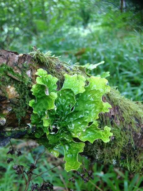 Lichen Workshop - Dingwall Library