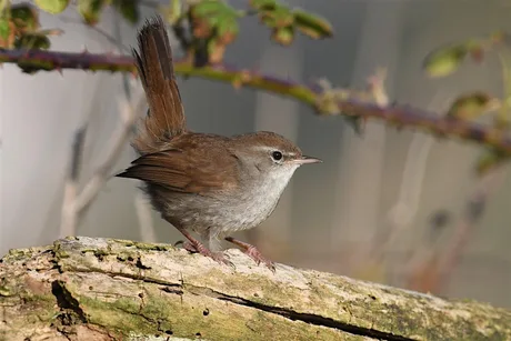 NWT Thorpe Marshes guided walk (14 October)