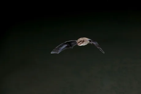 Bat Walk at Walthamstow Wetlands
