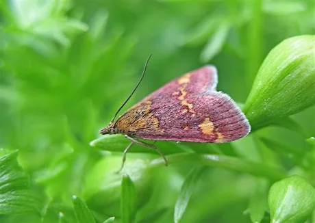 Family Moth Trap and Trail at Kingcombe