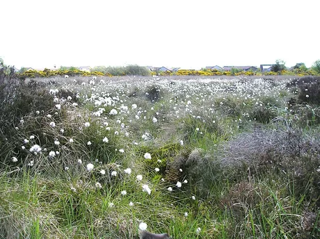 Portlethen Moss Meander