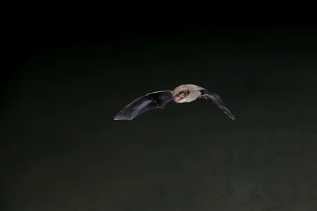 Bat Walk at The Wolseley Centre