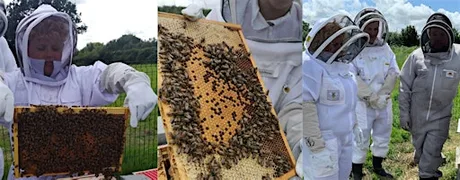 Beekeeping for Beginners